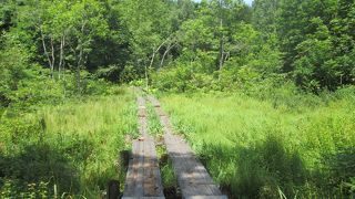 玉原湿原を歩きました