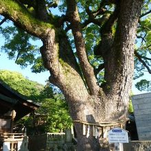 樹齢９００年の楠木です