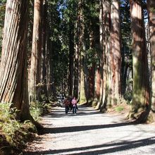 奥社へ続く、巨木の参道