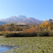 池には蓮の葉がいっぱい
