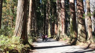 参道は片道約2km、約40分。巨大な杉並木は荘厳な雰囲気