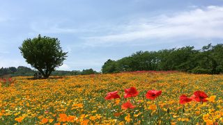 ５月はハナビシソウがきれいです