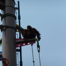 オランウータン、現地の森は減っているようです。