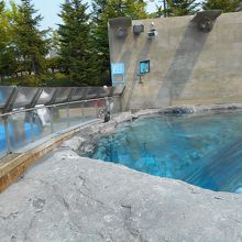 ペンギンたち。朝は泳いでいたようですが、この時は休憩中。