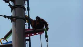 動物と人間が住める環境とは。