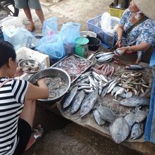 魚、たくさん。