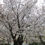 容保桜をようやく見ることが出来た!!