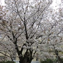 満開の容保桜。