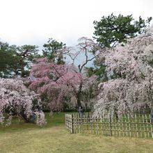 枝垂桜なのでちょっと早め。4月1日の写真です。