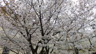 容保桜をようやく見ることが出来た!!