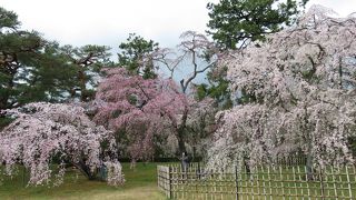 見事な枝垂桜。