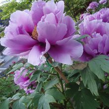 長谷寺ウスムラサキ色のボタン