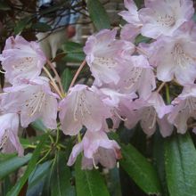 室生寺のシャクナゲ