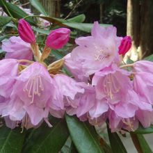 室生寺のシャクナゲ