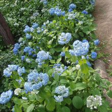 石山寺アジサイ