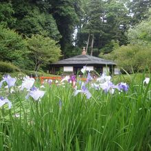 石山寺菖蒲
