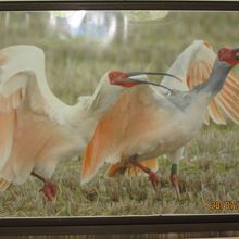 羽根を広げたトキの美しさ（館内の写真）