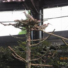 まじかに見る飼育されたトキ