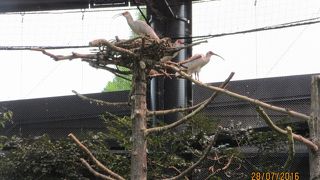 羽根を広げた姿がとても美しい