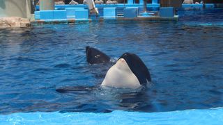イルカのショー