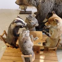 ロビーに置いてあった剥製の動物たち