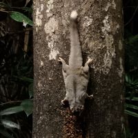 夜に出没する野生動物