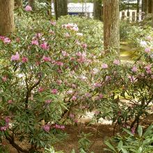 奥の院シャクナゲ