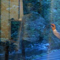 お部屋から川べりが見えます。