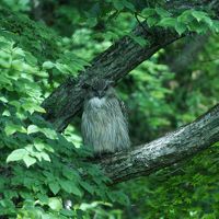 眠そうなフクロウ。
