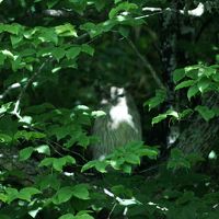 こちらにもフクロウ。何羽かいることもあります。