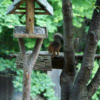 餌台があって餌付けされているようです。