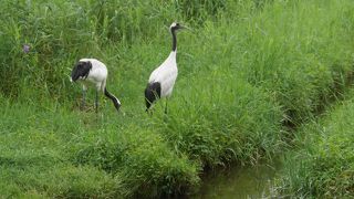 釧路市丹頂鶴公園　いつでもタンチョウに会える