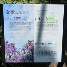 倉敷市の市花：藤　市木：クスノキ、市鳥：カワセミの説明
