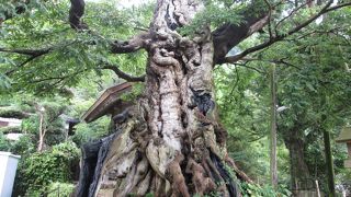 ムクの巨木