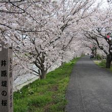 桜並木の様子