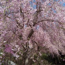 勝尾寺枝垂桜