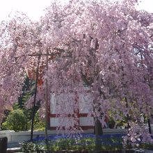 勝尾寺枝垂桜