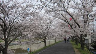 桜並木が長いです