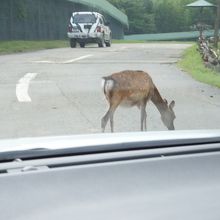 結構路上に動物が出て来て行く手を阻みます。