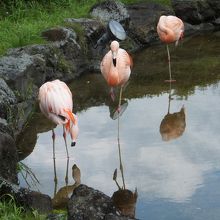 ウォーキングサファリゾーンにいる色鮮やかなフラミンゴ