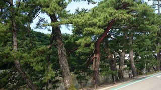 当時は47本の松