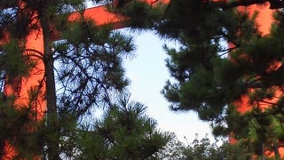 かなり大きいです