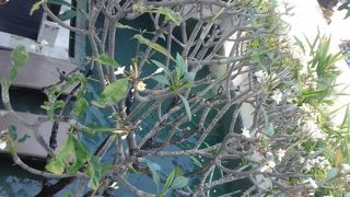 クイーンローズスパ