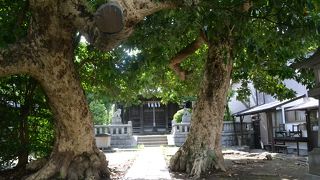 大きな木が2本ありますよ。