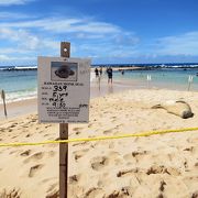 ハワイアンモンクシールやウミガメもやって来るきれいなビーチ