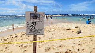 ハワイアンモンクシールやウミガメもやって来るきれいなビーチ