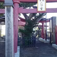 徳下八幡宮のいちいの木