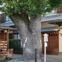 ご神木