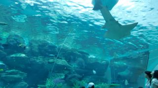 広くて、１日遊べそう