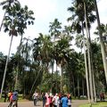 ジャカルタから日帰りで行ける広大な植物園